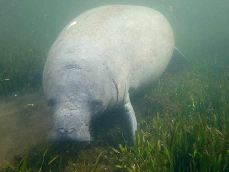 A manatee swims amid seagrass in the Homosassa River on Oct. 5 in Homosassa, Fla. Conservationists are planting seagrass in the area to help restore the natural habitat for manatees and provide a feeding ground for the mammals, following a record year in A manatee swims amid seagrass in the Homosassa River on Oct. 5 in Homosassa, Fla. Conservationists are planting seagrass in the area to help restore the natural habitat for manatees and provide a feeding ground for the mammals, following a record year in
