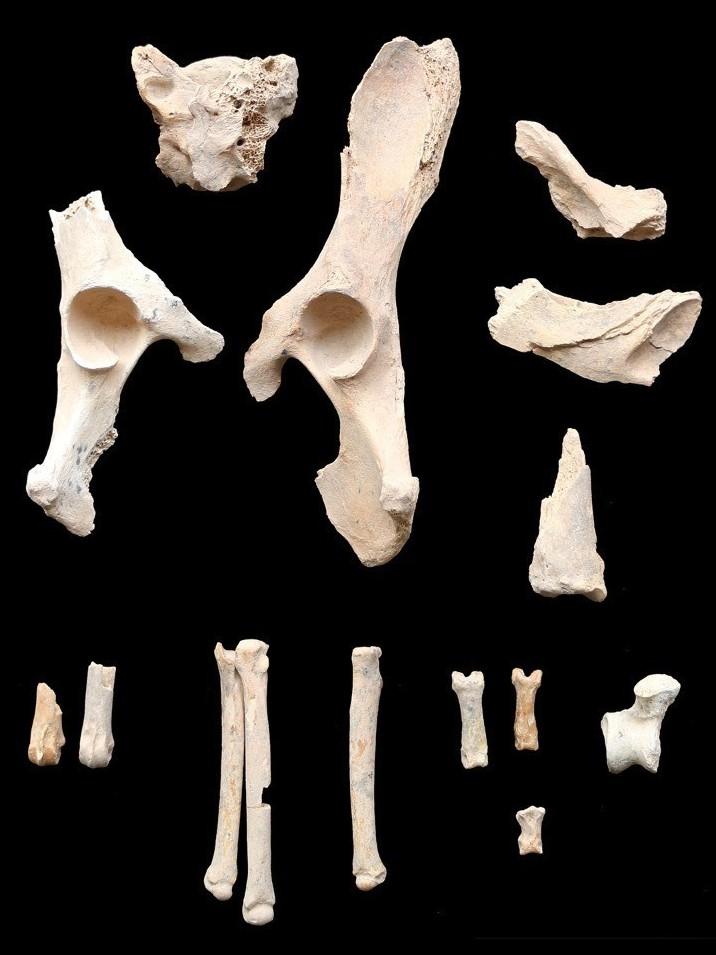These 6,000-year-old remains found buried alongside humans are believed to be the earliest example of dog domestication on the Arabian Peninsula. These 6,000-year-old remains found buried alongside humans are believed to be the earliest example of dog domestication on the Arabian Peninsula.