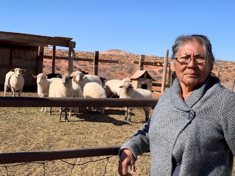 Darlene Yazzie typically hauls water from a windmill 5 miles from her house for her sheep. Officials tell her it's unsafe for humans but OK for livestock. Darlene Yazzie typically hauls water from a windmill 5 miles from her house for her sheep. Officials tell her it's unsafe for humans but OK for livestock.