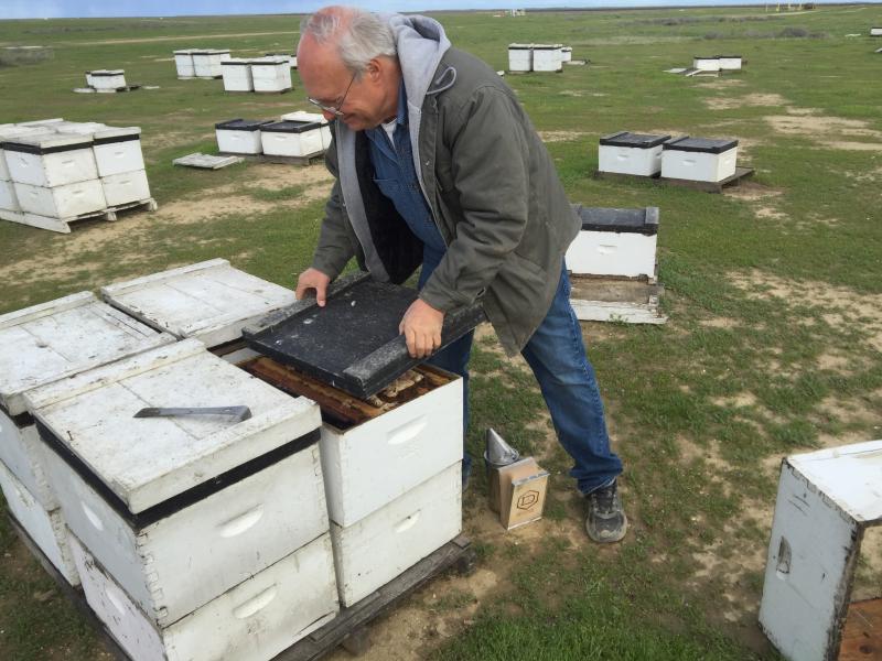 Bret Adee, a third-generation beekeeper who owns one of the largest beekeeping companies in the U.S., lost half of his hives — about 50,000 — over the winter. He pops the lid on one of the hives to show off the colony inside. Bret Adee, a third-generation beekeeper who owns one of the largest beekeeping companies in the U.S., lost half of his hives — about 50,000 — over the winter. He pops the lid on one of the hives to show off the colony inside.