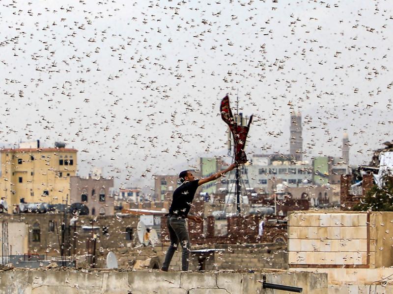 Locusts swarm over Yemen's capital. Locusts swarm over Yemen's capital.