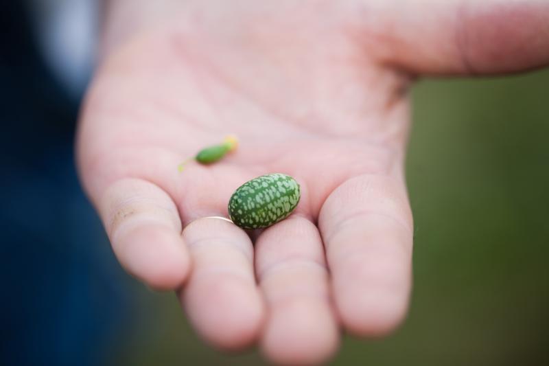 The cucamelon is a tiny cucumber that looks like a watermelon. The cucamelon is a tiny cucumber that looks like a watermelon.