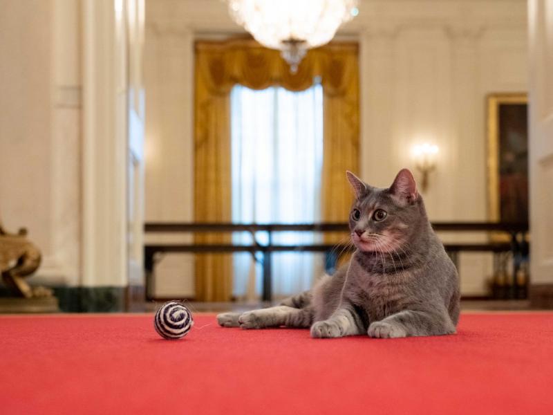 Willow, photographed in the White House on Wednesday, is the Biden family's new cat. Willow, photographed in the White House on Wednesday, is the Biden family's new cat.