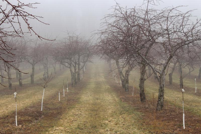 A tart cherry orchard in Michigan. Warmer days in early spring and erratic spring weather have hurt yields in recent years. Still, cherry growers are reluctant discuss the role of climate change. A tart cherry orchard in Michigan. Warmer days in early spring and erratic spring weather have hurt yields in recent years. Still, cherry growers are reluctant discuss the role of climate change.
