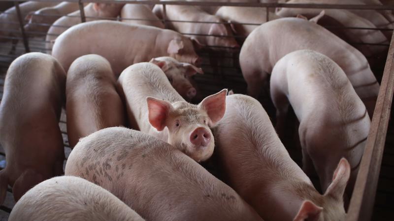 With meatpacking plants reducing processing capacity nationwide, U.S. hog farmers are bracing or an unprecedented crisis: the need to euthanize millions of pigs. With meatpacking plants reducing processing capacity nationwide, U.S. hog farmers are bracing or an unprecedented crisis: the need to euthanize millions of pigs.