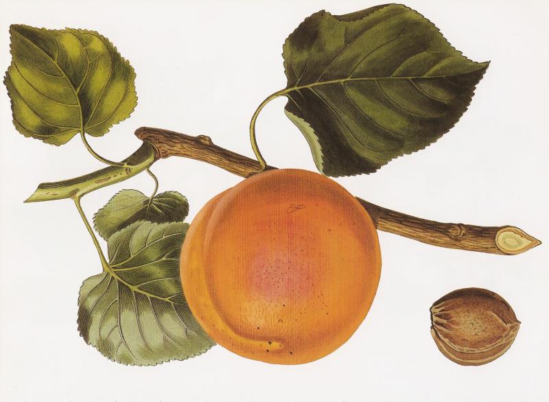 The 'Turkey' apricot, a hand-coloured engraving after a drawing by Augusta Innes Withers (1792-1869), from the first volume of John Lindley's Pomological Magazine (1827-1828). The Romans dubbed the apricot the "precious one." Poets praised its beauty. The The 'Turkey' apricot, a hand-coloured engraving after a drawing by Augusta Innes Withers (1792-1869), from the first volume of John Lindley's Pomological Magazine (1827-1828). The Romans dubbed the apricot the "precious one." Poets praised its beauty. The