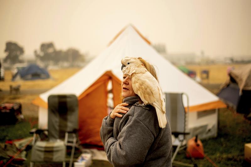 Suzanne Kaksonen and her cockatoo Buddy camp at a makeshift shelter outside a Walmart in Chico, Calif. on Wednesday. Kaksonen, a resident of Paradise, lost her home in the blaze. Suzanne Kaksonen and her cockatoo Buddy camp at a makeshift shelter outside a Walmart in Chico, Calif. on Wednesday. Kaksonen, a resident of Paradise, lost her home in the blaze.