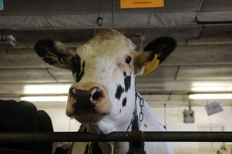 Unlike most dairy cows in America, which are descended from just two bulls, this cow at Pennsylvania State University has a different ancestor: She is the daughter of a bull that lived decades ago, called University of Minnesota Cuthbert. The bull's froze Unlike most dairy cows in America, which are descended from just two bulls, this cow at Pennsylvania State University has a different ancestor: She is the daughter of a bull that lived decades ago, called University of Minnesota Cuthbert. The bull's froze