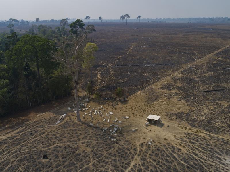 Cattle graze on land burned and deforested by cattle farmers near Novo Progresso, Para state, Brazil. Brazil is among the nations that have signed a pledge to protect forests. Cattle graze on land burned and deforested by cattle farmers near Novo Progresso, Para state, Brazil. Brazil is among the nations that have signed a pledge to protect forests.