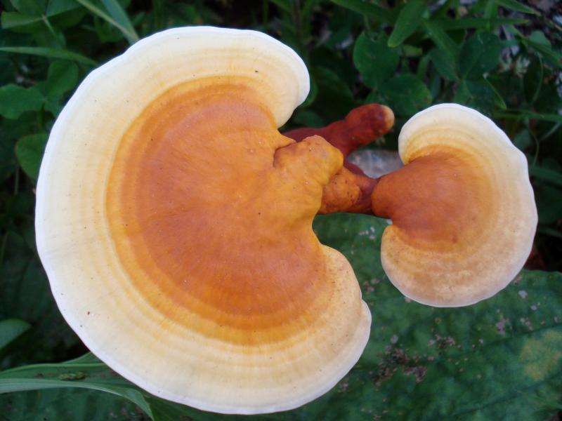 Ganoderma lucidum Ganoderma lucidum
