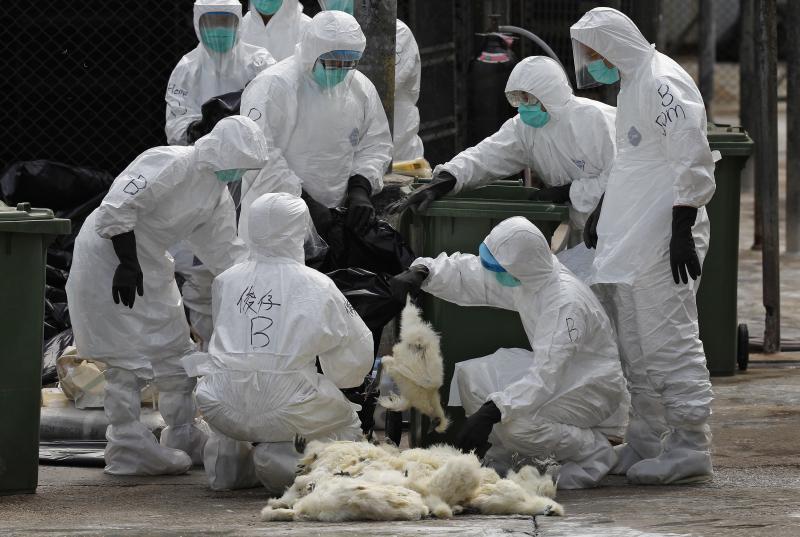 Health workers killed chickens in a Hong Kong market in 2014 in an effort to stop the spread of H7N9 flu. It's being watched closely as a virus that might spark a pandemic outbreak. Health workers killed chickens in a Hong Kong market in 2014 in an effort to stop the spread of H7N9 flu. It's being watched closely as a virus that might spark a pandemic outbreak.