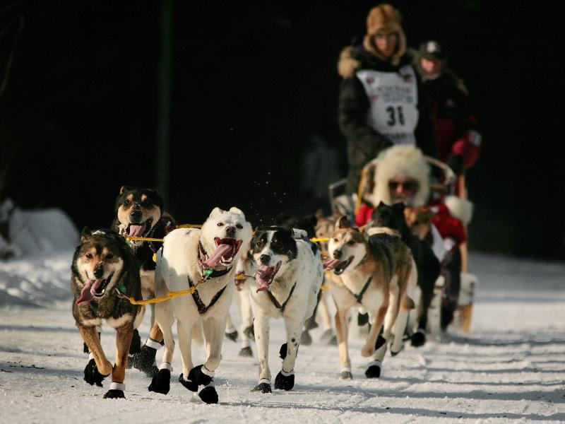 The dogs that race in the Iditarod are well-trained and competitive. And, you know, sometimes they're a bit derpy looking. The dogs that race in the Iditarod are well-trained and competitive. And, you know, sometimes they're a bit derpy looking.