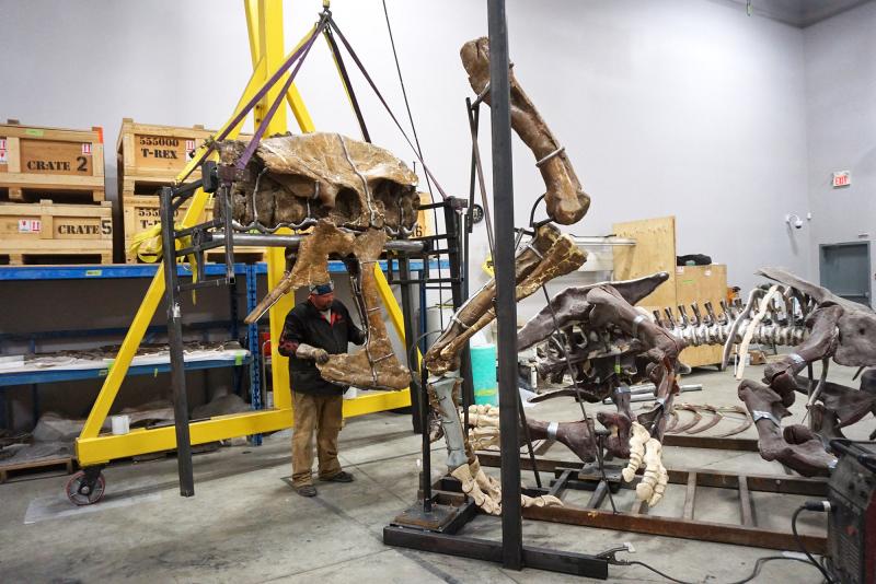 A team of blacksmiths, welders, artists and scientists have been working together in Canada to mount the T. rex bones without damaging them. Metal cradles hold 150 of the major bones precisely in place. A team of blacksmiths, welders, artists and scientists have been working together in Canada to mount the T. rex bones without damaging them. Metal cradles hold 150 of the major bones precisely in place.