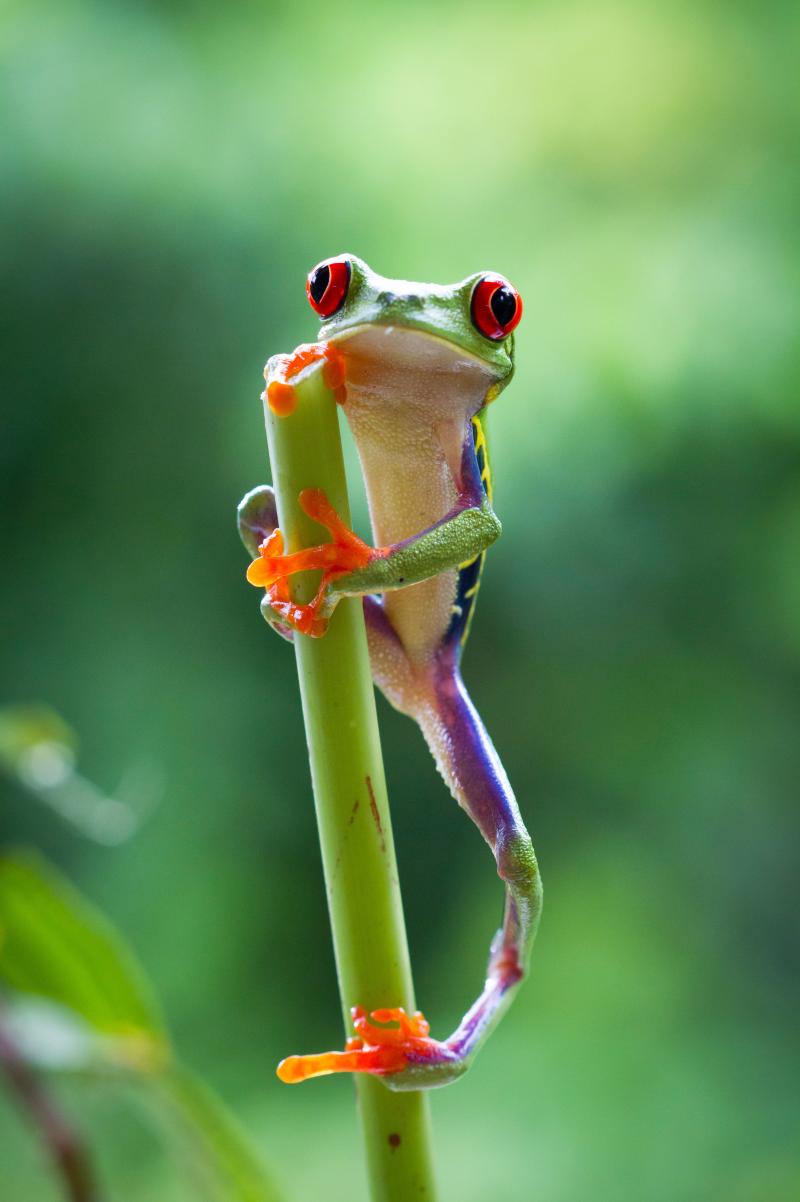 A red-eyed tree frog found in the jungle in Costa Rica. A red-eyed tree frog found in the jungle in Costa Rica.