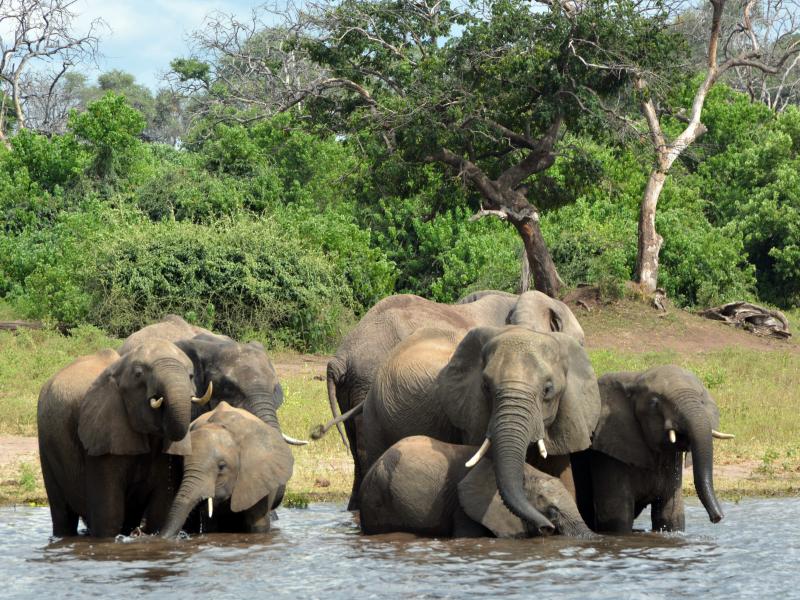 Elephants in the Chobe National Park in Botswana. Eighty-seven elephant carcasses were found in the country, months after it disarmed its anti-poaching unit. Elephants in the Chobe National Park in Botswana. Eighty-seven elephant carcasses were found in the country, months after it disarmed its anti-poaching unit.