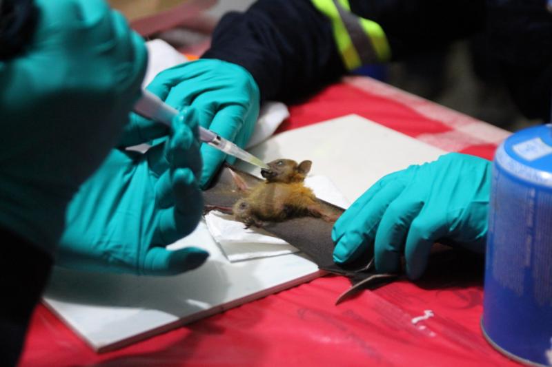 Researchers give fruit juice to a short-nosed fruit bat after sampling its saliva, blood, urine and poop. They'll look for new viruses in the bat's bodily fluids. Researchers give fruit juice to a short-nosed fruit bat after sampling its saliva, blood, urine and poop. They'll look for new viruses in the bat's bodily fluids.