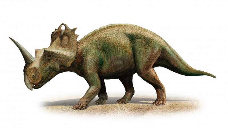 Scientists in Canada have diagnosed malignant cancer for the first time in a dinosaur, a Centrosaurus apertus from 76 to 77 million years ago. Scientists in Canada have diagnosed malignant cancer for the first time in a dinosaur, a Centrosaurus apertus from 76 to 77 million years ago.