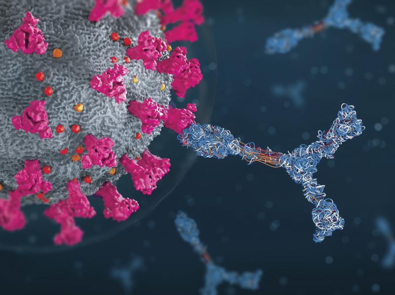 An illustration of antibodies attacking a coronavirus particle. An illustration of antibodies attacking a coronavirus particle.