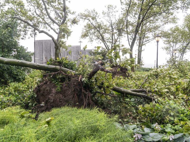Tropical Storm Isaias downed wires and uprooted trees, like this one in New York City, leaving millions of customers without power in parts of the Mid-Atlantic and Northeast on Wednesday. The governors of Connecticut and New York have each declared a stat Tropical Storm Isaias downed wires and uprooted trees, like this one in New York City, leaving millions of customers without power in parts of the Mid-Atlantic and Northeast on Wednesday. The governors of Connecticut and New York have each declared a stat