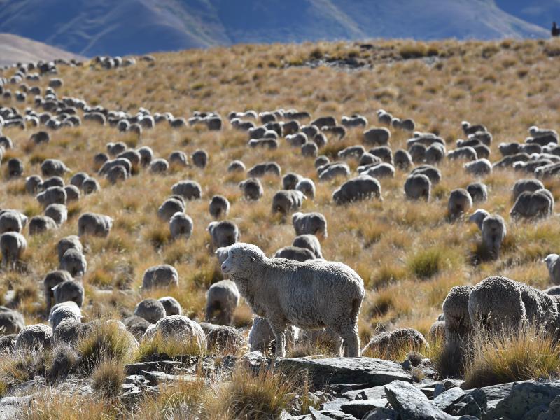 Methane emitted by ruminant animals like cattle and sheep accounted for 34% of New Zealand's greenhouse emissions in 2017. A flock of merino sheep on the country's South Island are seen here in April 2017. Methane emitted by ruminant animals like cattle and sheep accounted for 34% of New Zealand's greenhouse emissions in 2017. A flock of merino sheep on the country's South Island are seen here in April 2017.