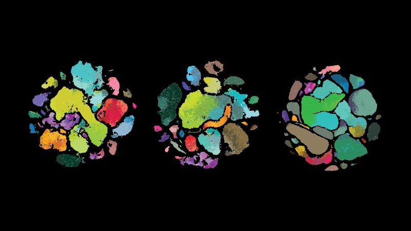 Scientists at the Allen Institute for Brain Science uncovered differences among human brain cells (left) those of the marmoset monkey (middle) and mouse in a brain region that controls movement, the primary motor cortex. Scientists at the Allen Institute for Brain Science uncovered differences among human brain cells (left) those of the marmoset monkey (middle) and mouse in a brain region that controls movement, the primary motor cortex.
