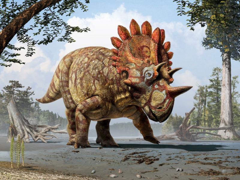 Artistic life reconstruction of the new horned dinosaur Regaliceratops peterhewsi in the palaeoenvironment of the Late Cretaceous ofAlberta, Canada. Artistic life reconstruction of the new horned dinosaur Regaliceratops peterhewsi in the palaeoenvironment of the Late Cretaceous ofAlberta, Canada.