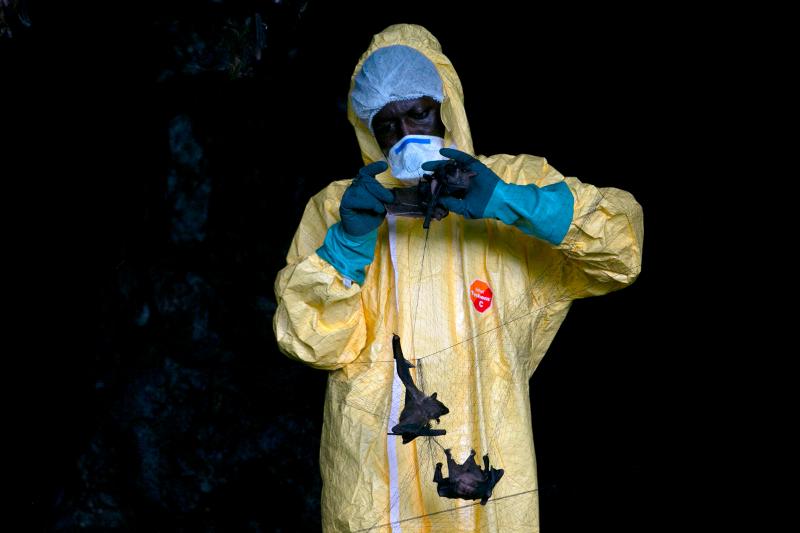 A researcher with Franceville International Medical Research Centre collects bats in a net on November 25, 2020 inside a cave in Gabon. Scientists are looking for potential sources for a possible next coronavirus pandemic. A researcher with Franceville International Medical Research Centre collects bats in a net on November 25, 2020 inside a cave in Gabon. Scientists are looking for potential sources for a possible next coronavirus pandemic.