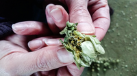 Ignacio Nicolas Campillo, director of a hops production facility in northern Spain, peels apart the flower of the hops plant, to reveal yellow powder inside. The powder is used to make beer. Ignacio Nicolas Campillo, director of a hops production facility in northern Spain, peels apart the flower of the hops plant, to reveal yellow powder inside. The powder is used to make beer.