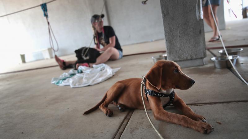 Dogs rescued from floodwater wait to be transferred to a shelter after torrential rains pounded Southeast Texas following Hurricane and Tropical Storm Harvey on Sept. 3, 2017 in Orange, Texas. Dogs rescued from floodwater wait to be transferred to a shelter after torrential rains pounded Southeast Texas following Hurricane and Tropical Storm Harvey on Sept. 3, 2017 in Orange, Texas.
