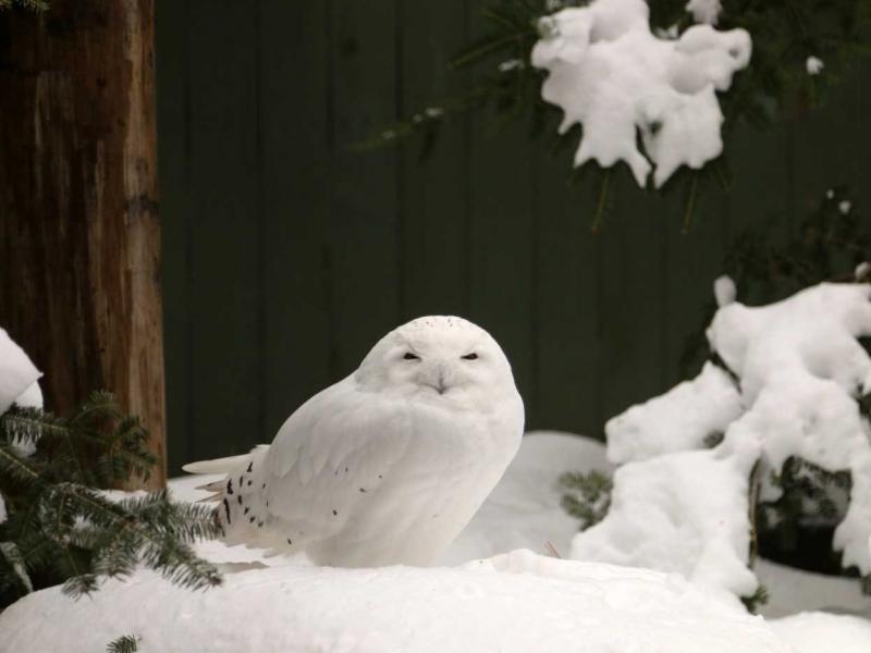 A snowy owl female named LaGuardia at the Vermont Institute of Natural Science. A snowy owl female named LaGuardia at the Vermont Institute of Natural Science.