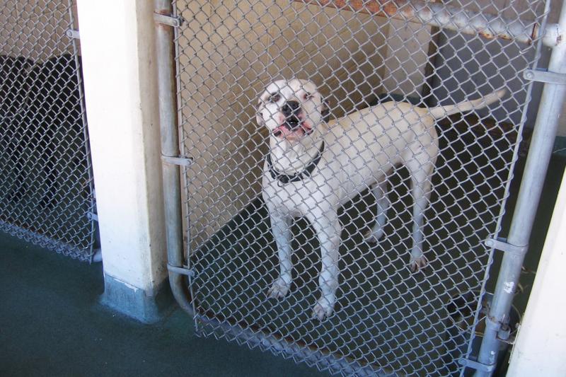 Miami-Dade County's animal shelter takes in more than 28,000 dogs and cats each year. In 2012, the county adopted a resolution that the shelter would become a no-kill facility. But even no-kill shelters can euthanize up to 10 percent of their animals. Miami-Dade County's animal shelter takes in more than 28,000 dogs and cats each year. In 2012, the county adopted a resolution that the shelter would become a no-kill facility. But even no-kill shelters can euthanize up to 10 percent of their animals.