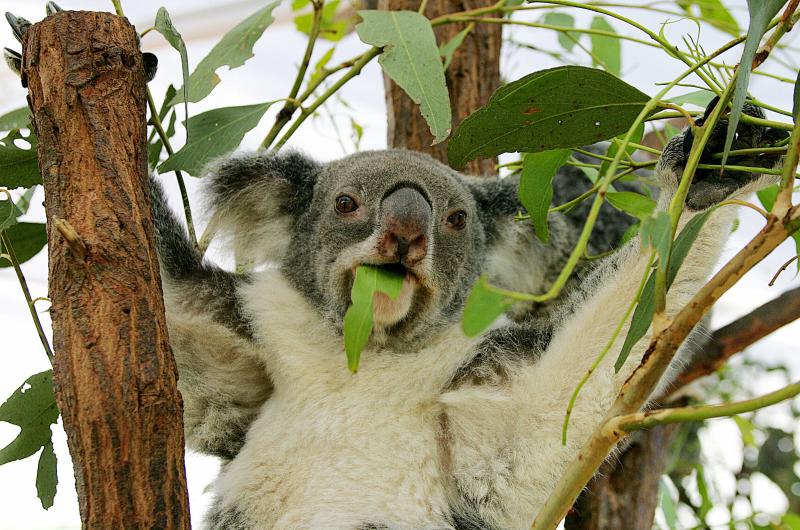 One of over 130 northern koalas (Phascol One of over 130 northern koalas (Phascol