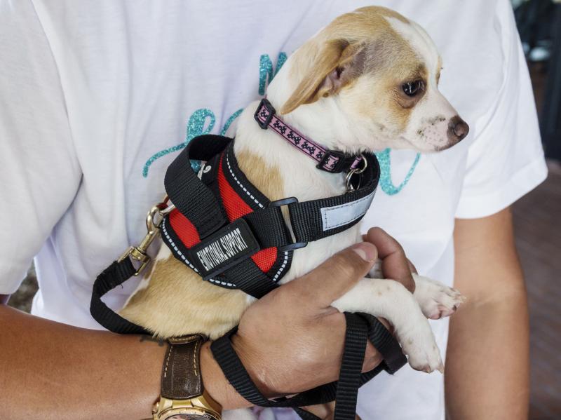 Under a new rule issued last week by the Transportation Department, only dogs that meet strict service animal standards will be allowed to fly with passengers. Under a new rule issued last week by the Transportation Department, only dogs that meet strict service animal standards will be allowed to fly with passengers.
