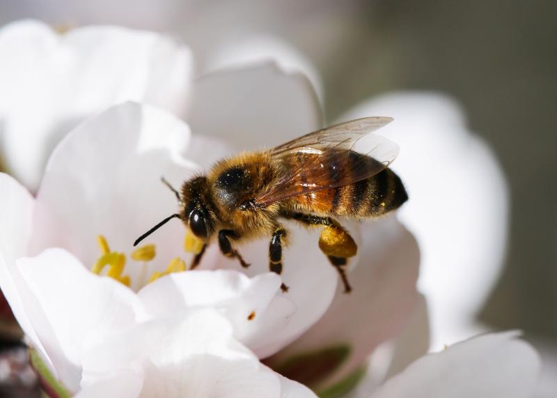 With an American honeybee queen for a mother and a European honeybee drone for a father, this worker bee has a level of genetic diversity unseen in the U.S. for decades. Researchers at Washington State University hope a deeper gene pool will give a new ge With an American honeybee queen for a mother and a European honeybee drone for a father, this worker bee has a level of genetic diversity unseen in the U.S. for decades. Researchers at Washington State University hope a deeper gene pool will give a new ge