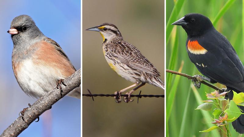 (Left to right) Dark-eyed Junco, Eastern Meadowlark, Red-winged Blackbird (Left to right) Dark-eyed Junco, Eastern Meadowlark, Red-winged Blackbird