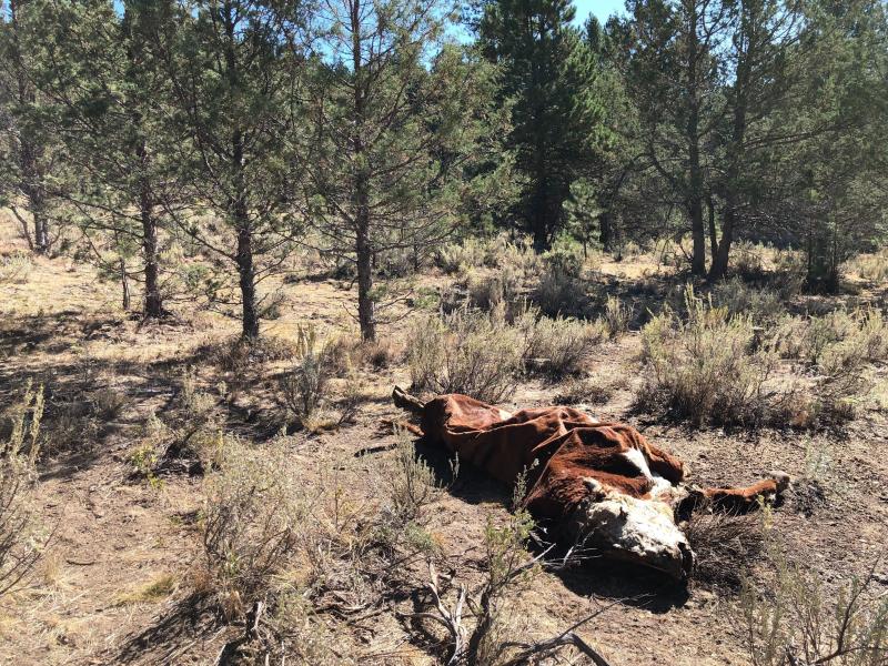 The crumpled carcass of a bull lies on U.S. Forest Service ground. It was among several killed and mutilated this summer in eastern Oregon. The crumpled carcass of a bull lies on U.S. Forest Service ground. It was among several killed and mutilated this summer in eastern Oregon.
