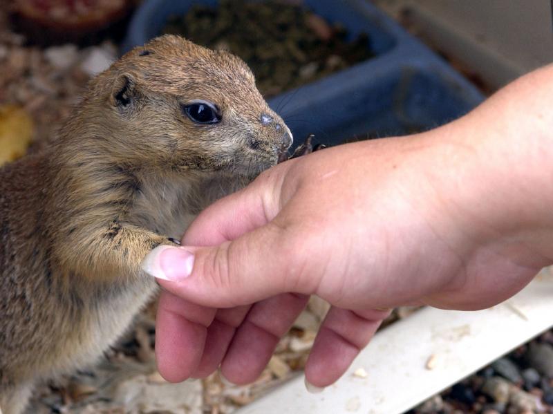 Monkeypox was spread by prairie dogs in the U.S. in 2003. Above: The prairie dog Chuckles was a pet belonging to Tammy and Steve Kautzer and their 3-year-old daughter, of Dorchester, Wisconsin. They caught monkeypox from another pet prairie dog that since Monkeypox was spread by prairie dogs in the U.S. in 2003. Above: The prairie dog Chuckles was a pet belonging to Tammy and Steve Kautzer and their 3-year-old daughter, of Dorchester, Wisconsin. They caught monkeypox from another pet prairie dog that since