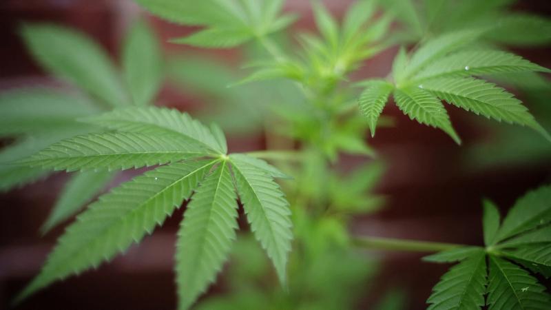 Polls show changing American opinion on marijuana, and it's having an effect on politics. Polls show changing American opinion on marijuana, and it's having an effect on politics.