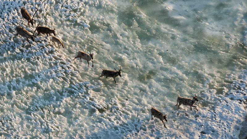A herd of caribou begins the long trek across the Arctic plains in the Arctic National Wildlife Refuge. A herd of caribou begins the long trek across the Arctic plains in the Arctic National Wildlife Refuge.