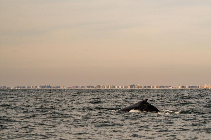 A humpback whale feeds on a school of fish off Long Island, New York. Migrating whales have increased dramatically in this region in recent decades — but they're also facing human challenges. A humpback whale feeds on a school of fish off Long Island, New York. Migrating whales have increased dramatically in this region in recent decades — but they're also facing human challenges.