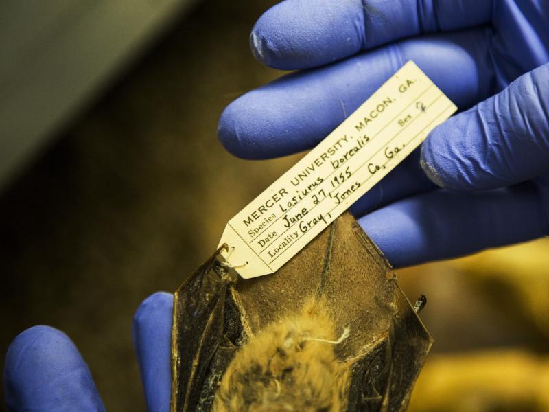 Biological specimens are worthless without a record of when and where they were collected. But with that information, specimens like this Eastern Red Bat from Jones County, Ga. become time capsules. Biological specimens are worthless without a record of when and where they were collected. But with that information, specimens like this Eastern Red Bat from Jones County, Ga. become time capsules.
