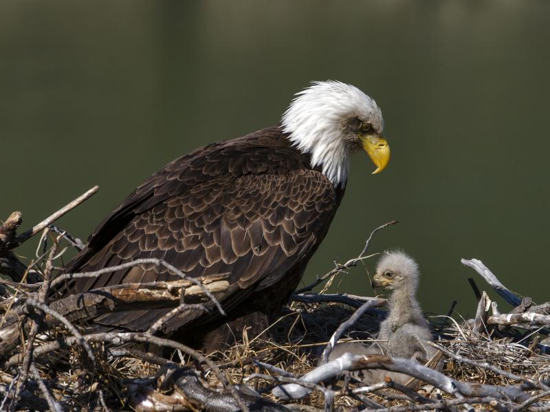 U.S. bald eagle populations have more than quadrupled in the lower 48 states since 2009, according to a new survey from the U.S. Fish and Wildlife Service. U.S. bald eagle populations have more than quadrupled in the lower 48 states since 2009, according to a new survey from the U.S. Fish and Wildlife Service.