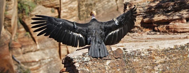 In this May 13 photo provided by the National Park Service, this female California condor spreads her wings. Biologists have confirmed that she laid an egg that has hatched and there is a new baby condor at Zion National Park. In this May 13 photo provided by the National Park Service, this female California condor spreads her wings. Biologists have confirmed that she laid an egg that has hatched and there is a new baby condor at Zion National Park.