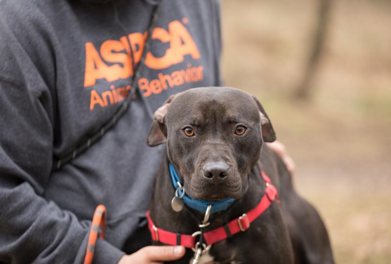 A new leash on life: The ASPCA's Behavioral Rehabilitation Center in Weaverville, N.C., helps traumatized dogs learn to trust humans again. A new leash on life: The ASPCA's Behavioral Rehabilitation Center in Weaverville, N.C., helps traumatized dogs learn to trust humans again.