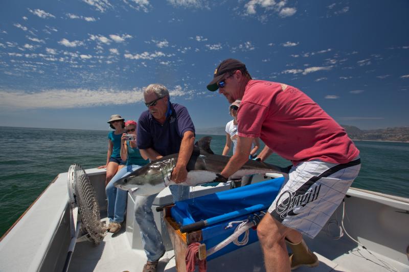 Scientists John O'Sullivan of the Monterey Bay Aquarium and Chris Lowe of California State University release a tagged juvenile white shark off Southern California, part of an effort to track their movement. Scientists John O'Sullivan of the Monterey Bay Aquarium and Chris Lowe of California State University release a tagged juvenile white shark off Southern California, part of an effort to track their movement.