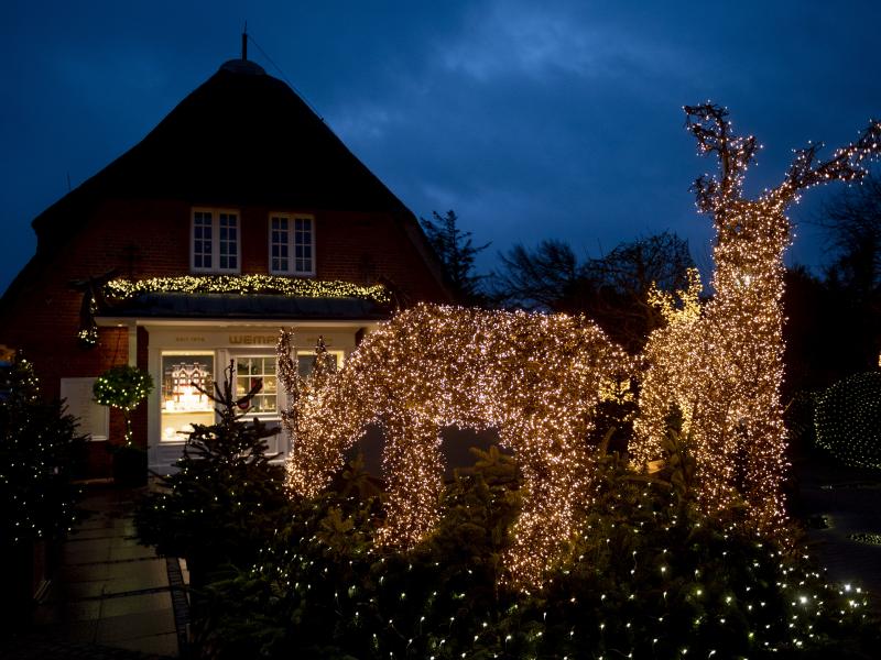 With countless lights, Christmassy illuminated man-high trees and reindeer decorate the entrance of a shop With countless lights, Christmassy illuminated man-high trees and reindeer decorate the entrance of a shop