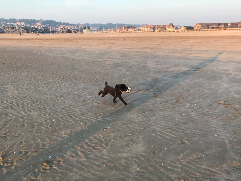 Daisy, the only dog Scott Simon's kids will get, runs on the beach in France. Daisy, the only dog Scott Simon's kids will get, runs on the beach in France.