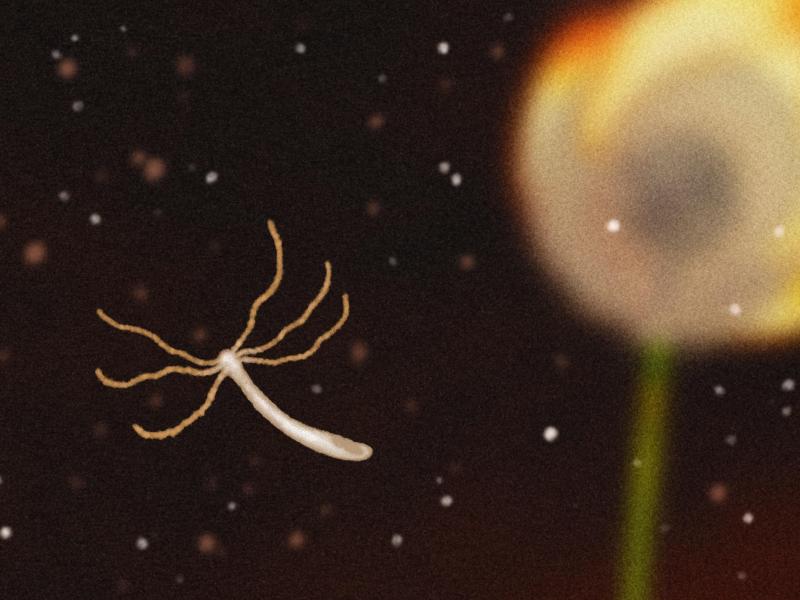 The hydra, a tiny sea creature, appears to never age. Scientists are studying it to learn what secrets it may hold to longevity. The hydra, a tiny sea creature, appears to never age. Scientists are studying it to learn what secrets it may hold to longevity.