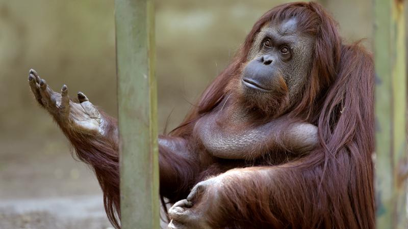 Sandra, an orangutan owned by the Buenos Aires Zoo, was given the right to leave the zoo after a court ruled she was entitled to more desirable living conditions. Sandra, an orangutan owned by the Buenos Aires Zoo, was given the right to leave the zoo after a court ruled she was entitled to more desirable living conditions.