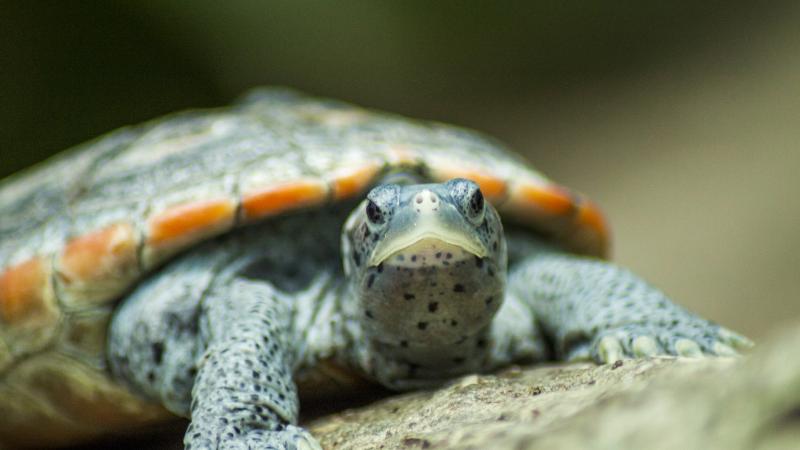 In less than 100 years, thousands upon thousands of diamondback terrapins had succumbed to the American appetite, depleting the species. In less than 100 years, thousands upon thousands of diamondback terrapins had succumbed to the American appetite, depleting the species.